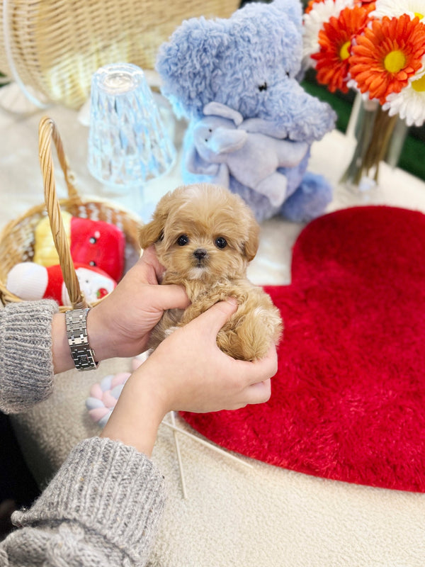 Maltipoo - Nini(Female) - Beautiful puppy teacup puppy with adorable features available for adoption from Velydog
