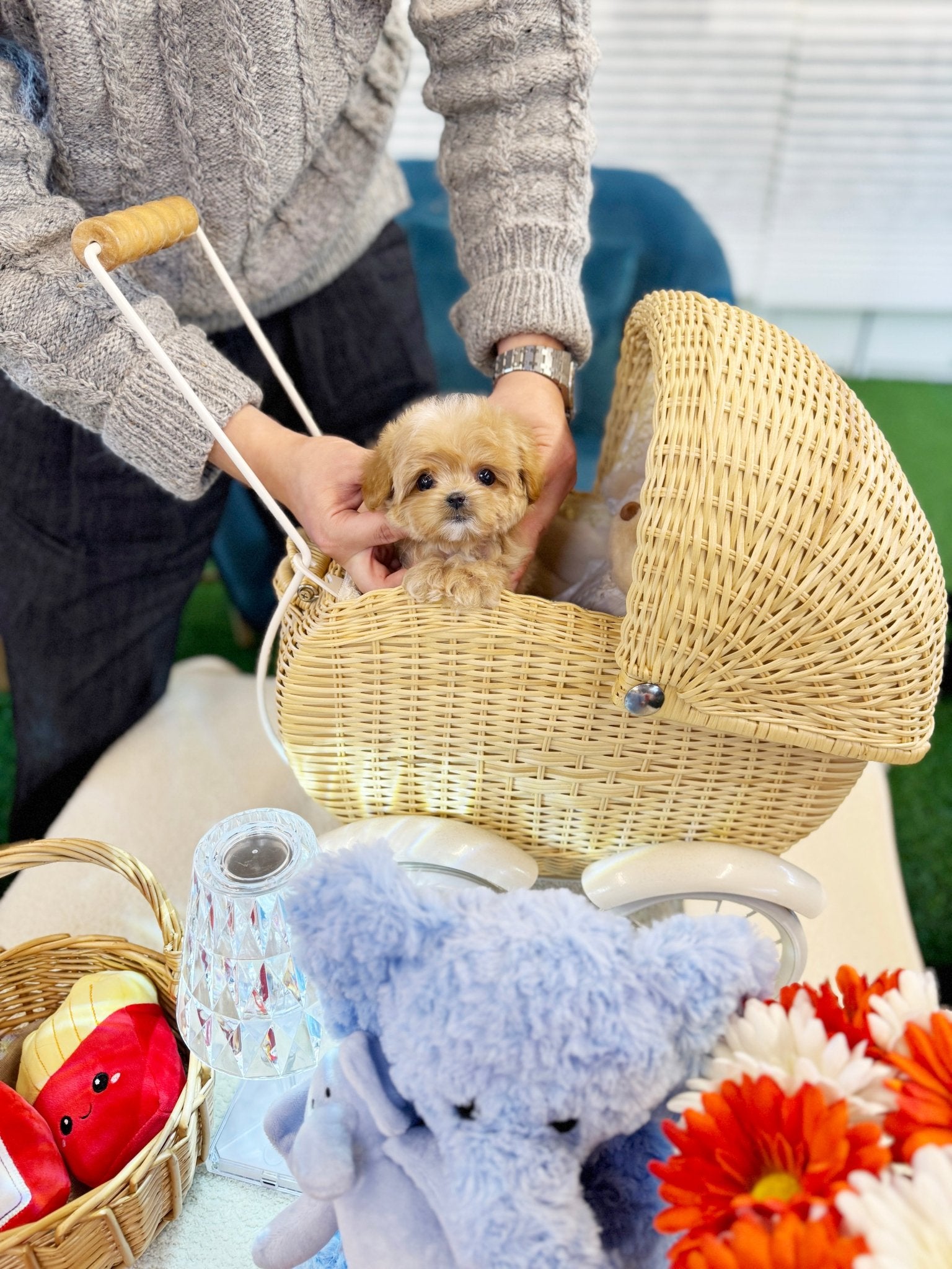 Maltipoo - Nini(Female) - Beautiful puppy teacup puppy with adorable features available for adoption from Velydog