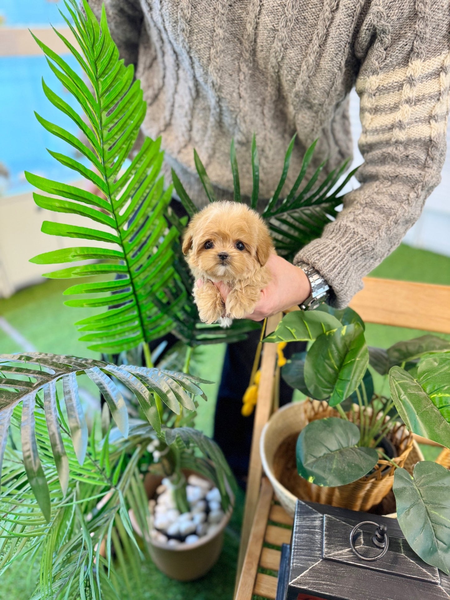 Maltipoo - Nini(Female) - Beautiful puppy teacup puppy with adorable features available for adoption from Velydog