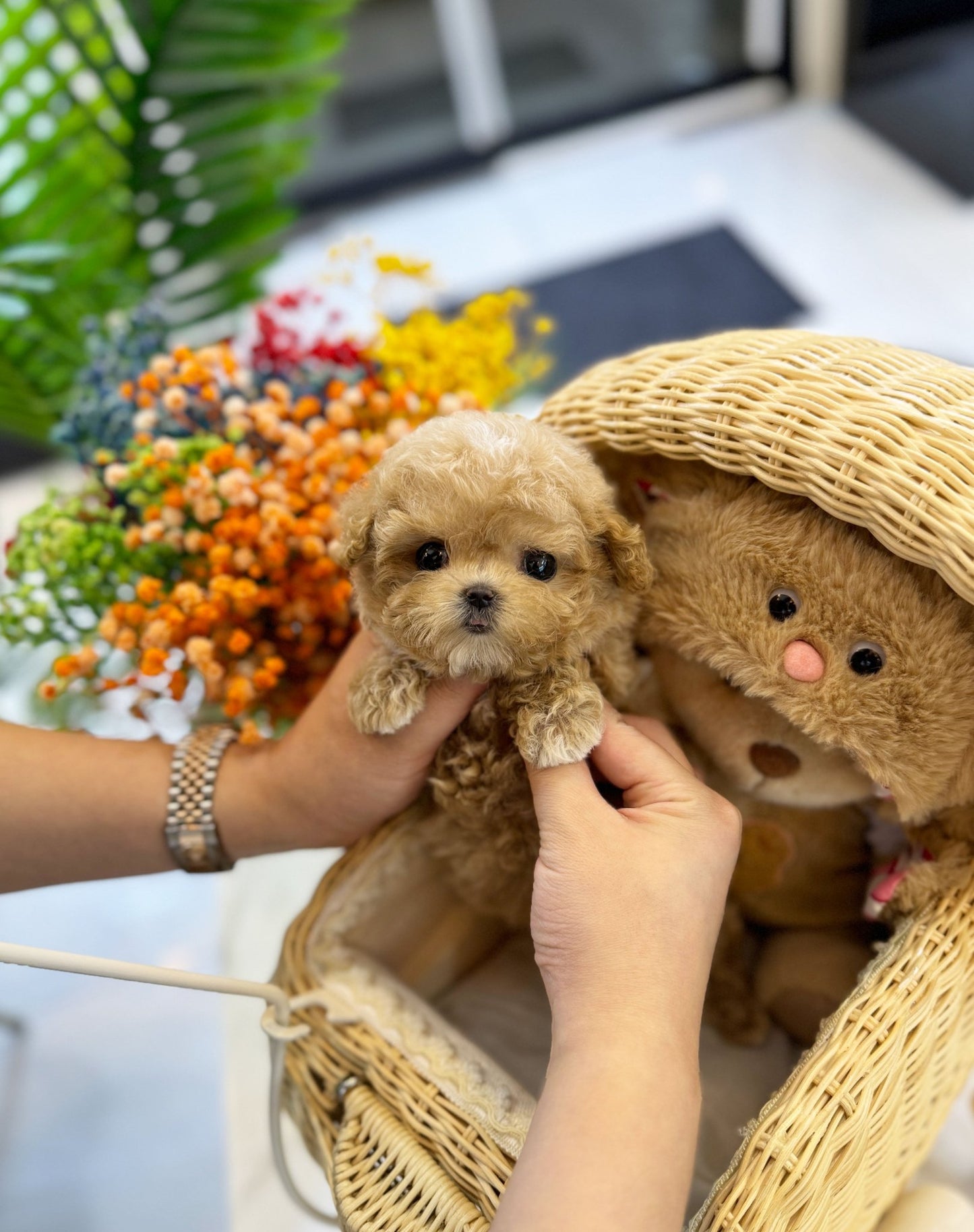 Maltipoo - Nova(Female) - Beautiful puppy teacup puppy with adorable features available for adoption from Velydog