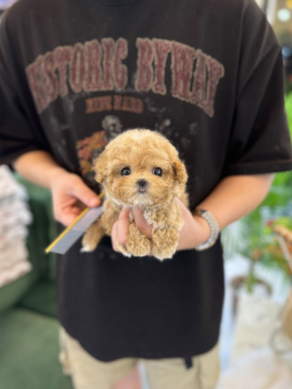 Maltipoo - Nova(Female) - Beautiful puppy teacup puppy with adorable features available for adoption from Velydog