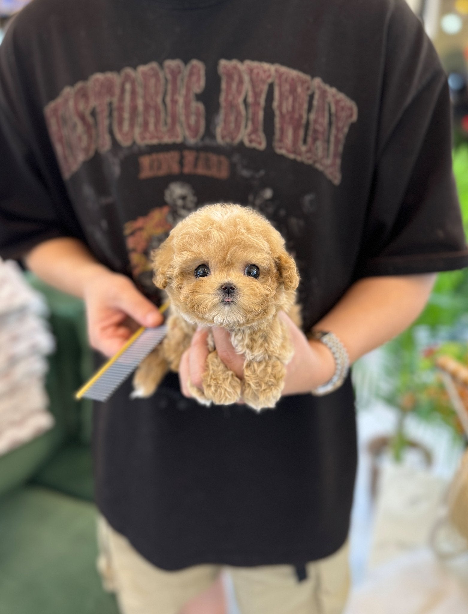 Maltipoo - Nova(Female) - Beautiful puppy teacup puppy with adorable features available for adoption from Velydog