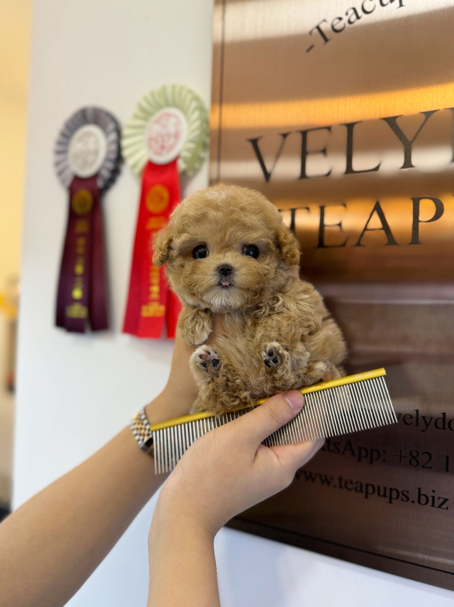 Maltipoo - Nova(Female) - Beautiful puppy teacup puppy with adorable features available for adoption from Velydog