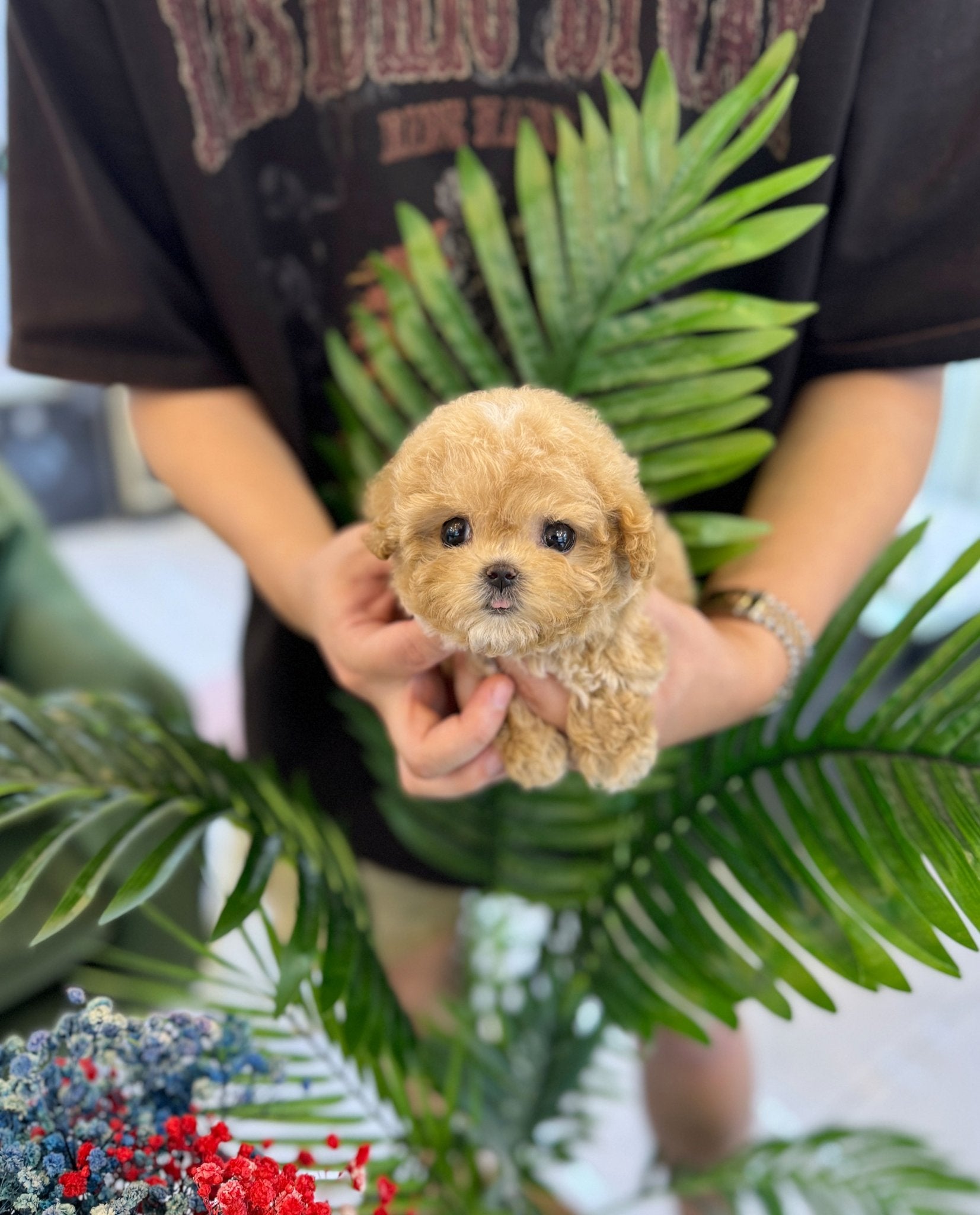 Maltipoo - Nova(Female) - Beautiful puppy teacup puppy with adorable features available for adoption from Velydog