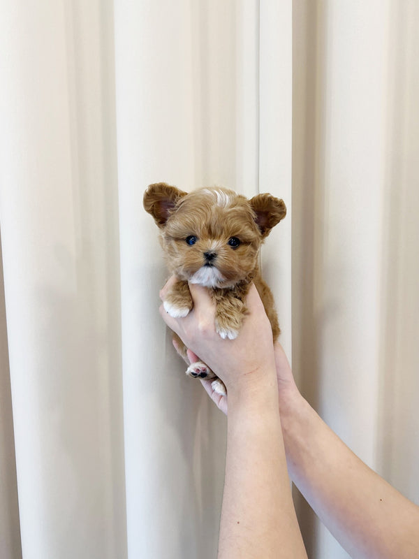 Maltipoo - Nova(Male) - Beautiful puppy teacup puppy with adorable features available for adoption from Velydog