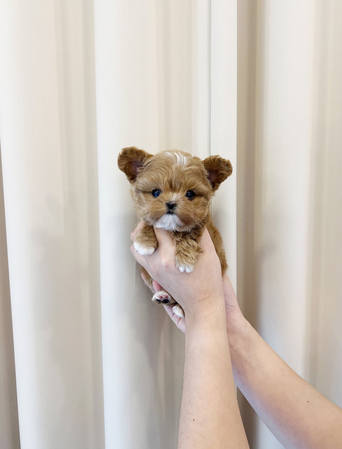 Maltipoo - Nova(Male) - Beautiful puppy teacup puppy with adorable features available for adoption from Velydog