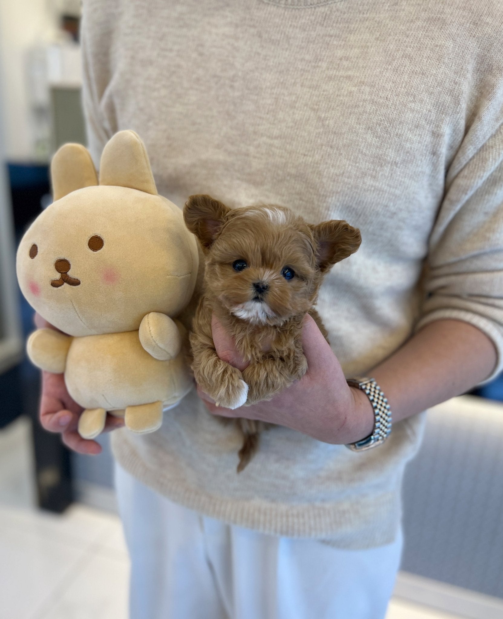 Maltipoo - Nova(Male) - Beautiful puppy teacup puppy with adorable features available for adoption from Velydog