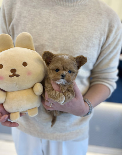 Maltipoo - Nova(Male) - Beautiful puppy teacup puppy with adorable features available for adoption from Velydog