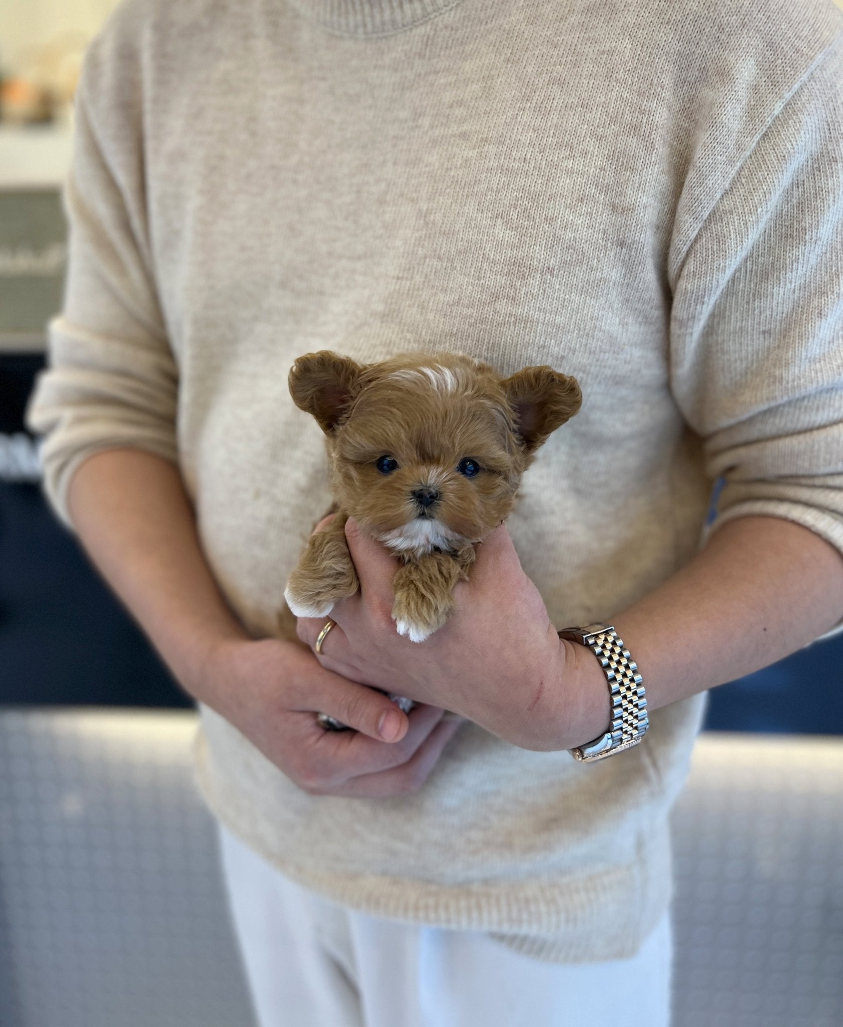 Maltipoo - Nova(Male) - Beautiful puppy teacup puppy with adorable features available for adoption from Velydog