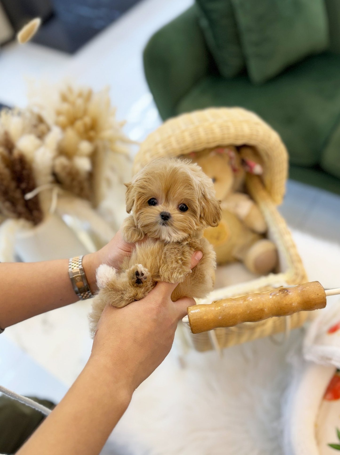 Maltipoo - Nudy(Female) - Beautiful puppy teacup puppy with adorable features available for adoption from Velydog