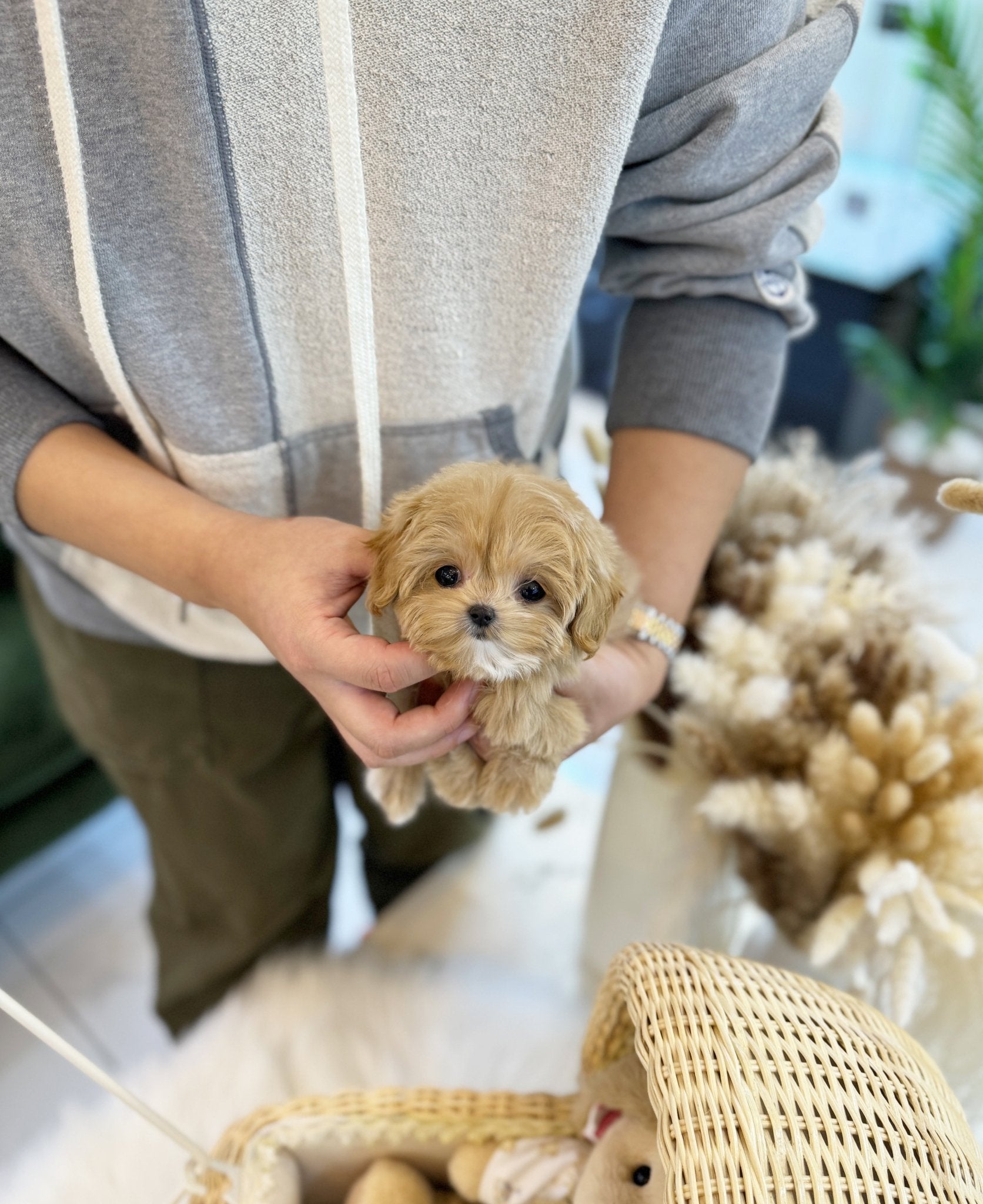 Maltipoo - Nudy(Female) - Beautiful puppy teacup puppy with adorable features available for adoption from Velydog