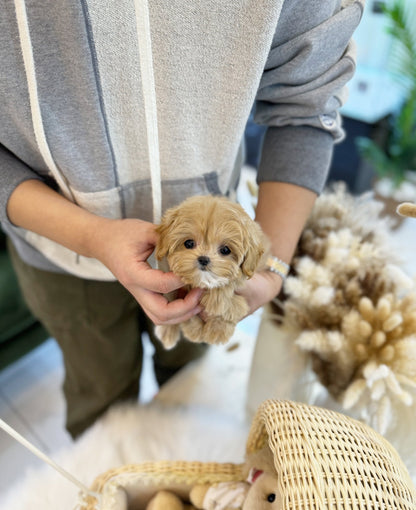 Maltipoo - Nudy(Female) - Beautiful puppy teacup puppy with adorable features available for adoption from Velydog