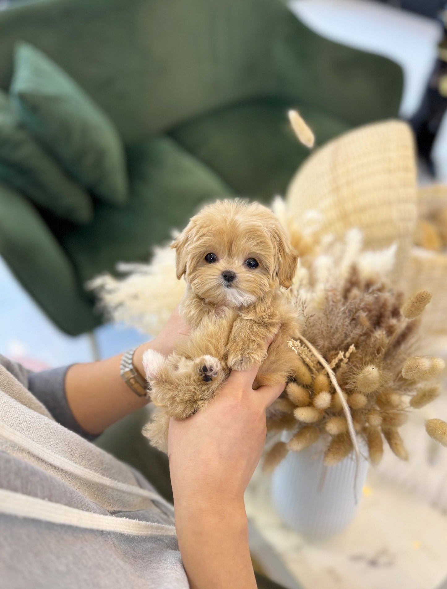 Maltipoo - Nudy(Female) - Beautiful puppy teacup puppy with adorable features available for adoption from Velydog