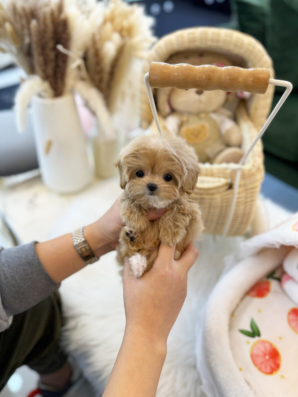 Maltipoo - Nudy(Female) - Beautiful puppy teacup puppy with adorable features available for adoption from Velydog