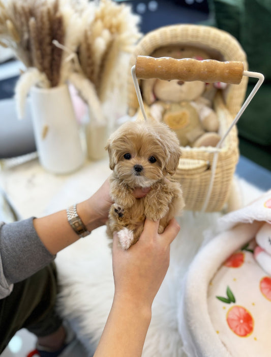 Maltipoo - Nudy(Female) - Beautiful puppy teacup puppy with adorable features available for adoption from Velydog