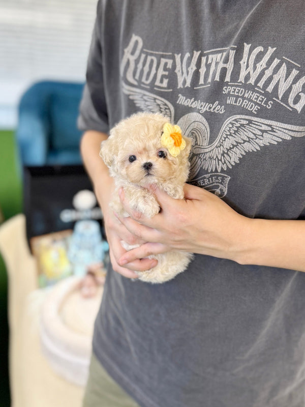 Maltipoo - Nugget(Female) - Beautiful puppy teacup puppy with adorable features available for adoption from Velydog