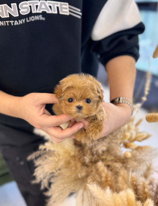 Maltipoo - Nunu(Male) - Beautiful puppy teacup puppy with adorable features available for adoption from Velydog