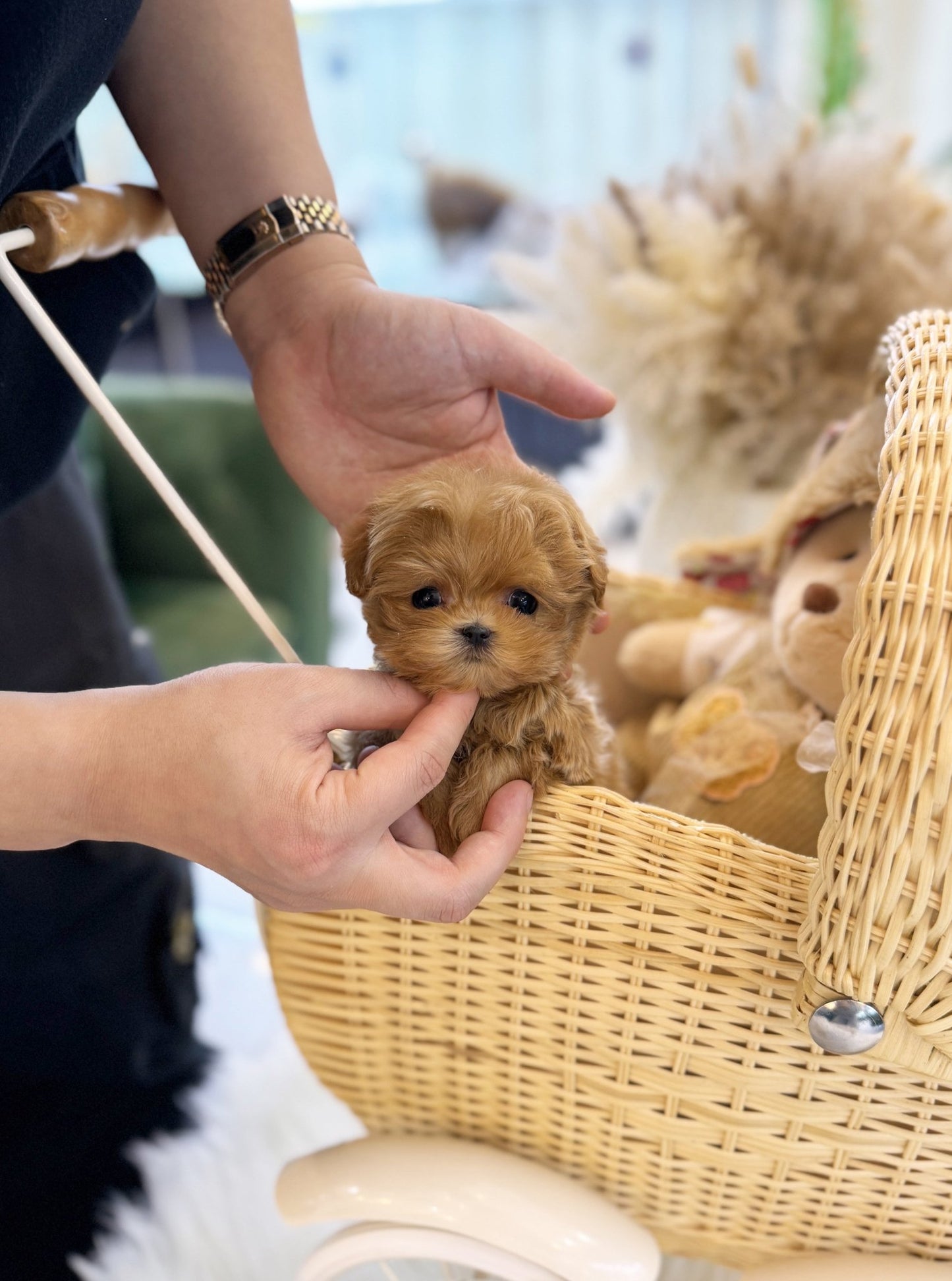 Maltipoo - Nunu(Male) - Beautiful puppy teacup puppy with adorable features available for adoption from Velydog