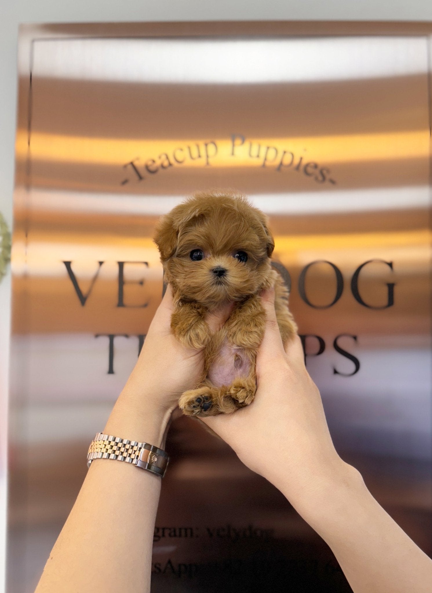 Maltipoo - Nunu(Male) - Beautiful puppy teacup puppy with adorable features available for adoption from Velydog