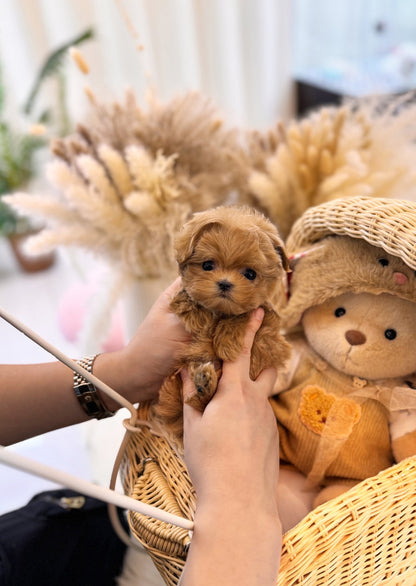 Maltipoo - Nunu(Male) - Beautiful puppy teacup puppy with adorable features available for adoption from Velydog