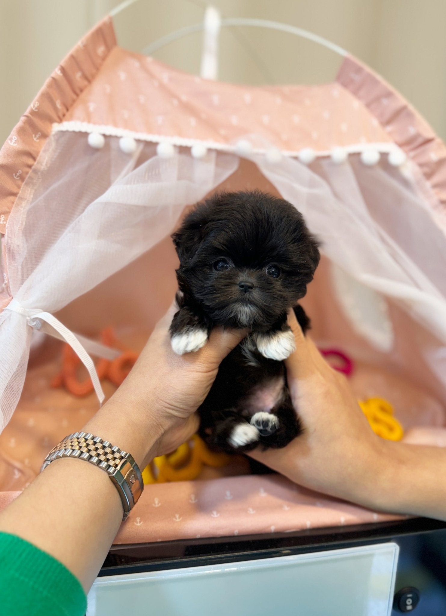 Maltipoo - Oakley(Male) - Beautiful puppy teacup puppy with adorable features available for adoption from Velydog