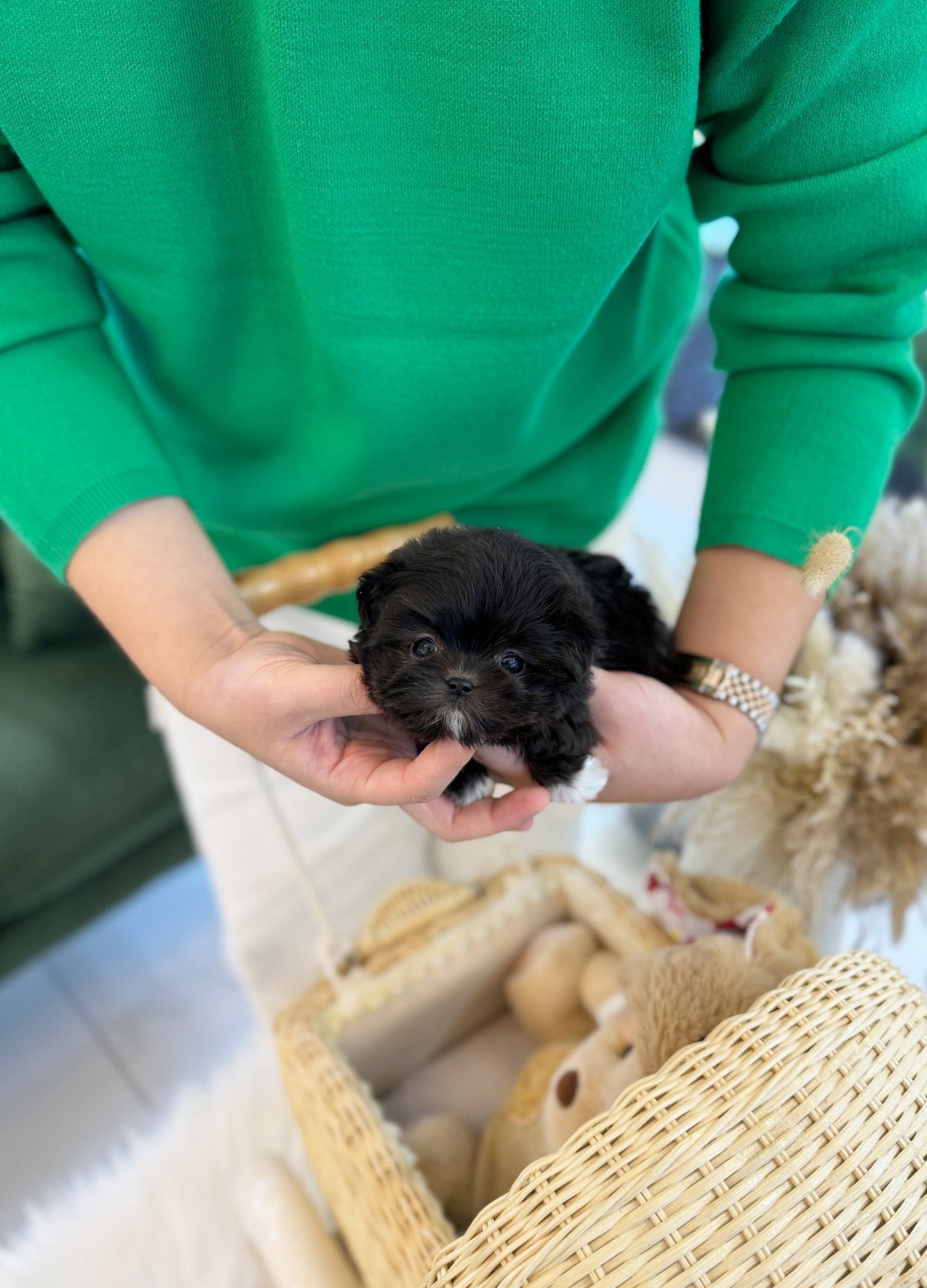 Maltipoo - Oakley(Male) - Beautiful puppy teacup puppy with adorable features available for adoption from Velydog