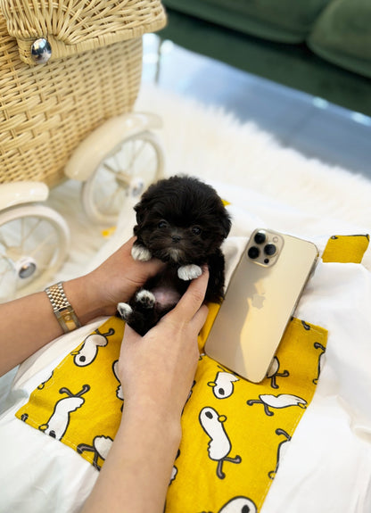 Maltipoo - Oakley(Male) - Beautiful puppy teacup puppy with adorable features available for adoption from Velydog