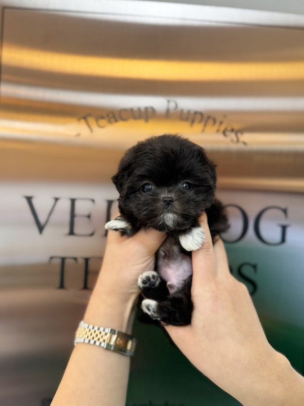Maltipoo - Oakley(Male) - Beautiful puppy teacup puppy with adorable features available for adoption from Velydog