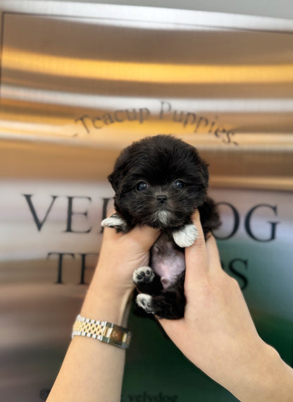 Maltipoo - Oakley(Male) - Beautiful puppy teacup puppy with adorable features available for adoption from Velydog