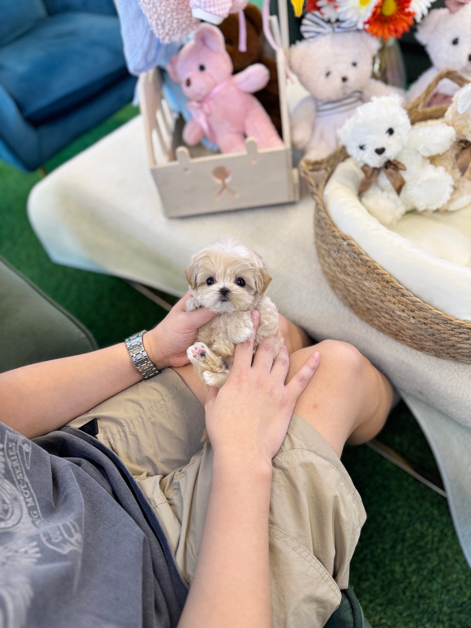 Maltipoo - Odin(Male) - Beautiful teacup puppy with adorable features available for adoption from Velydog