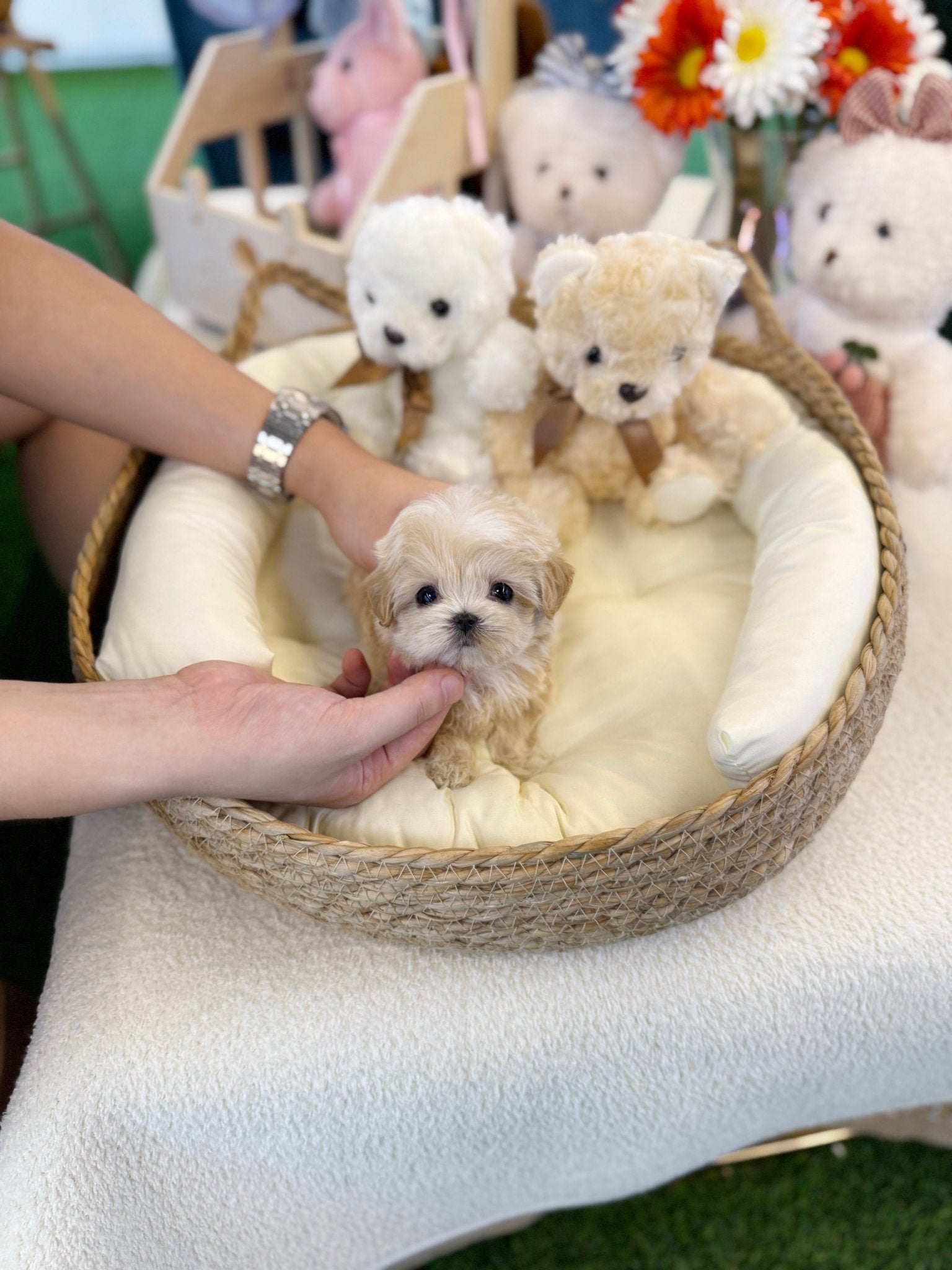 Maltipoo - Odin(Male) - Beautiful teacup puppy with adorable features available for adoption from Velydog