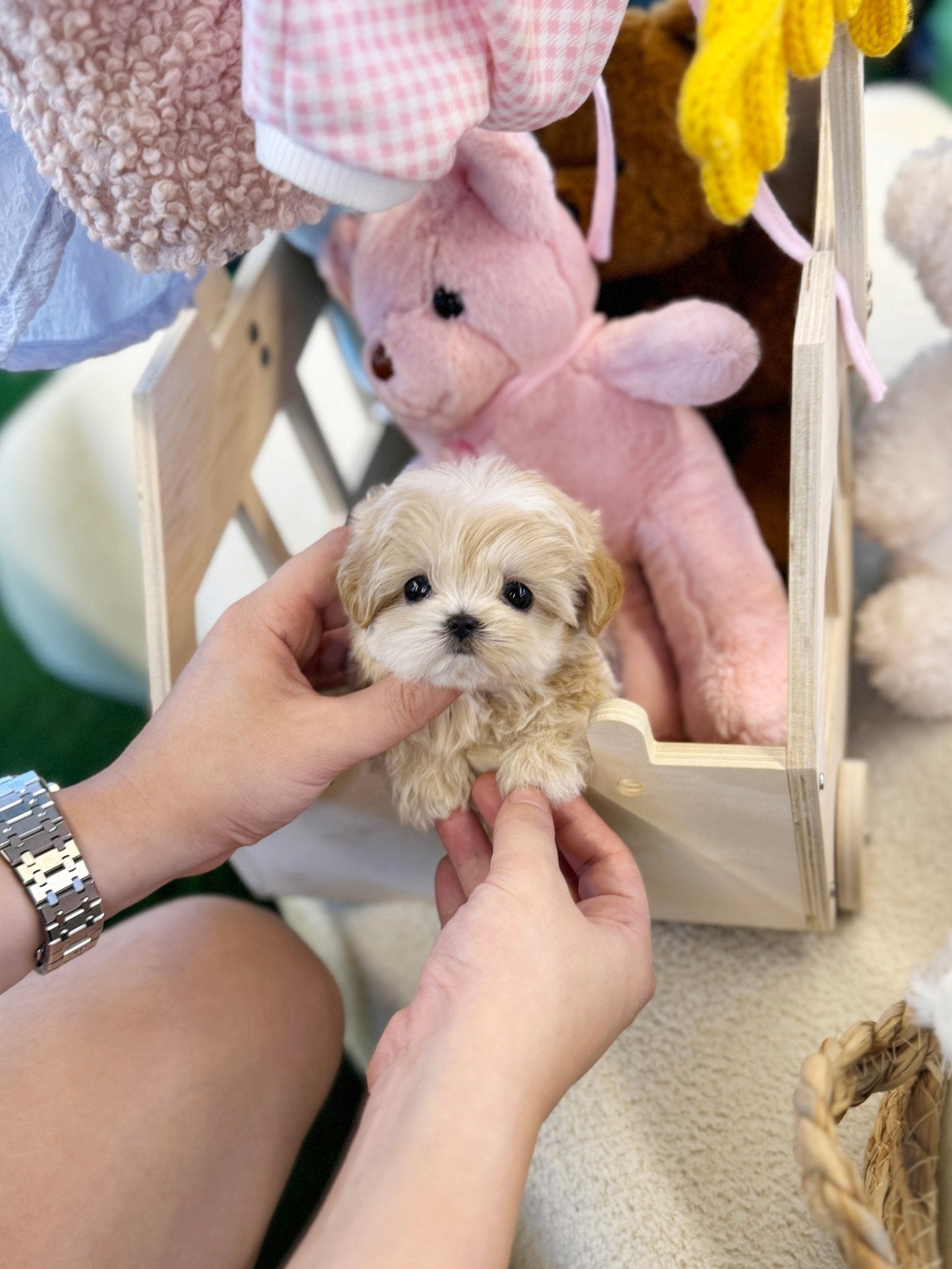 Maltipoo - Odin(Male) - Beautiful teacup puppy with adorable features available for adoption from Velydog