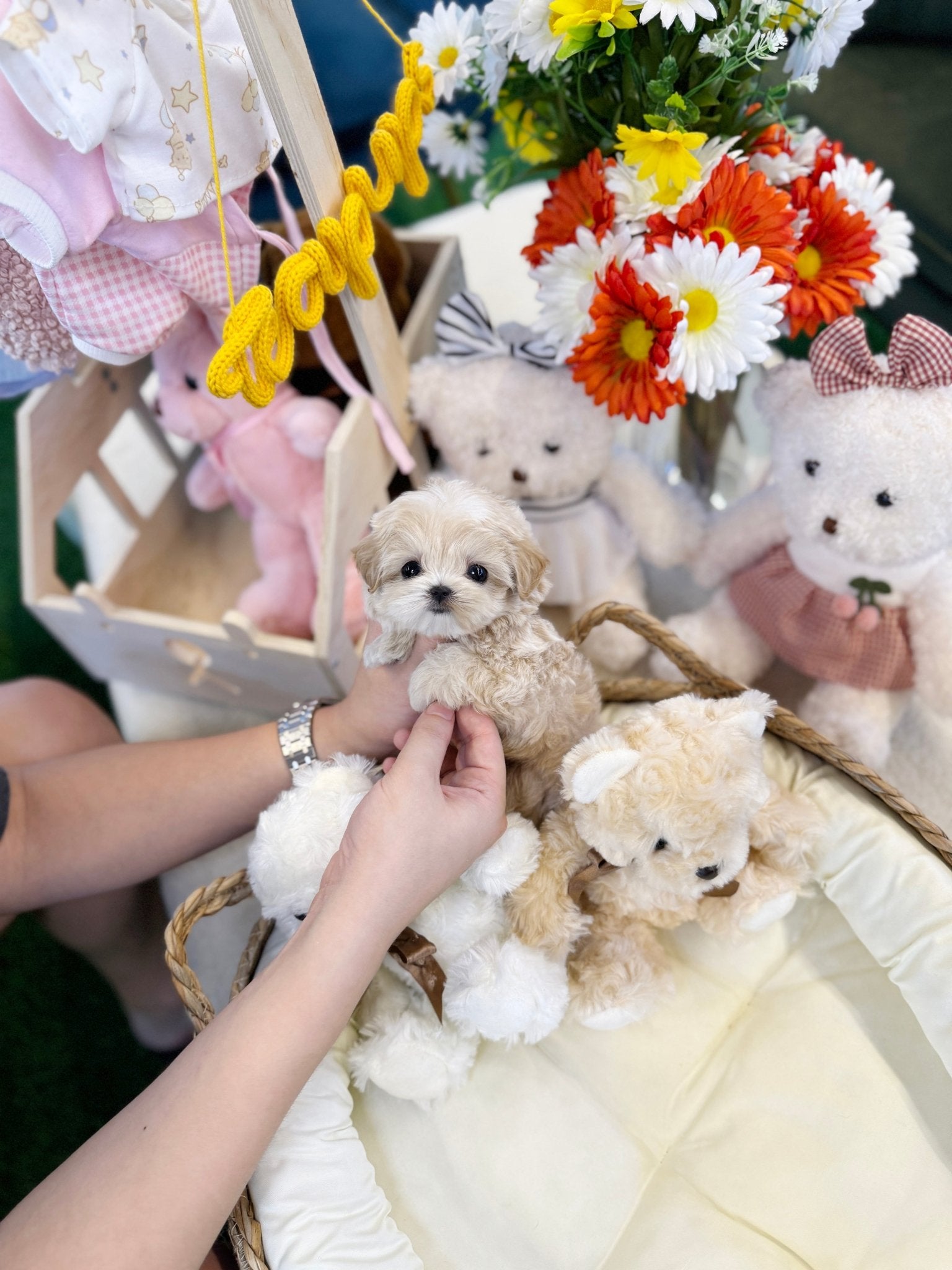 Maltipoo - Odin(Male) - Beautiful teacup puppy with adorable features available for adoption from Velydog