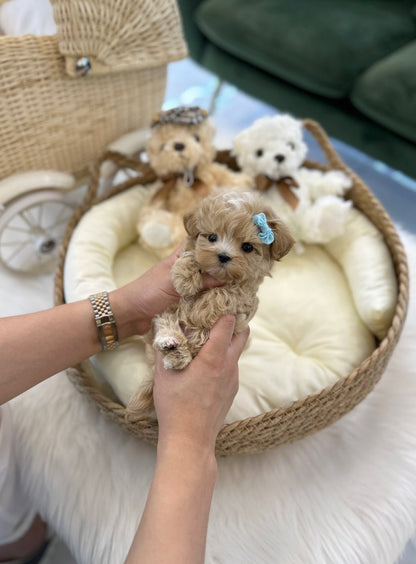 Maltipoo - Odin(Male) - Beautiful puppy teacup puppy with adorable features available for adoption from Velydog