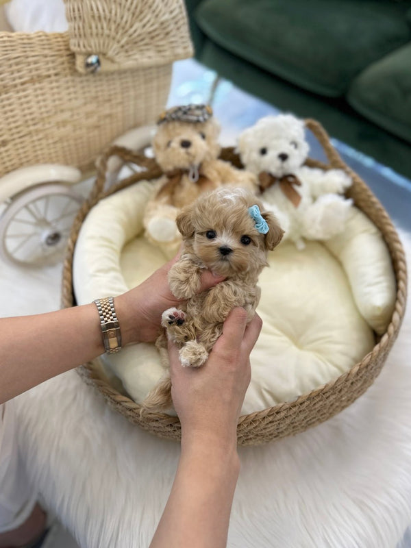 Maltipoo - Odin(Male) - Beautiful puppy teacup puppy with adorable features available for adoption from Velydog