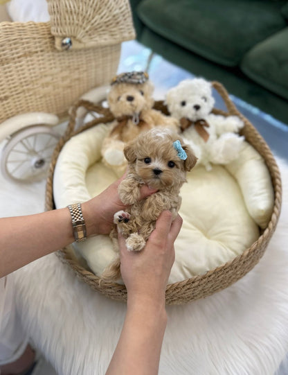 Maltipoo - Odin(Male) - Beautiful puppy teacup puppy with adorable features available for adoption from Velydog