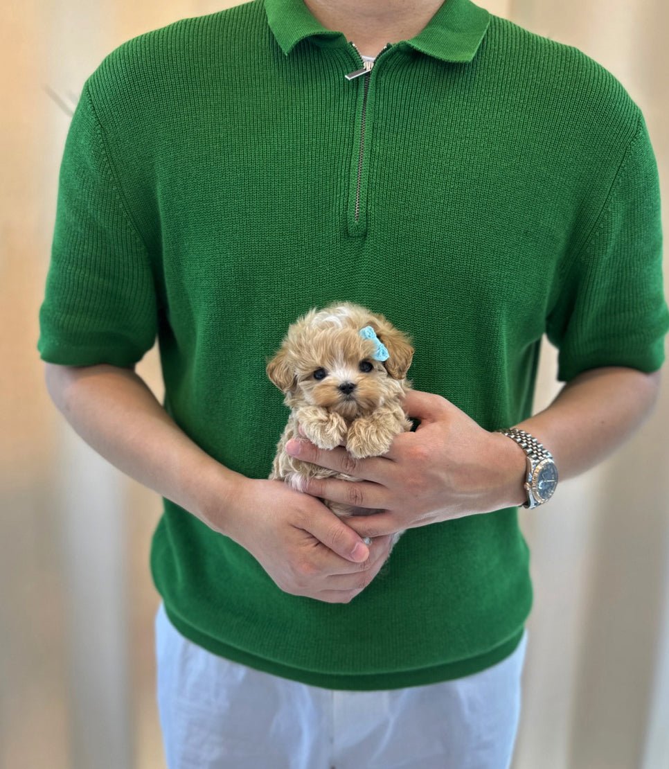 Maltipoo - Odin(Male) - Beautiful puppy teacup puppy with adorable features available for adoption from Velydog