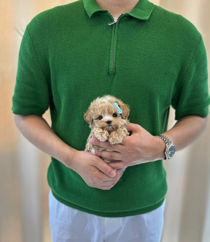 Maltipoo - Odin(Male) - Beautiful puppy teacup puppy with adorable features available for adoption from Velydog