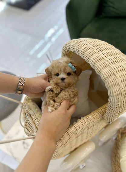 Maltipoo - Odin(Male) - Beautiful puppy teacup puppy with adorable features available for adoption from Velydog