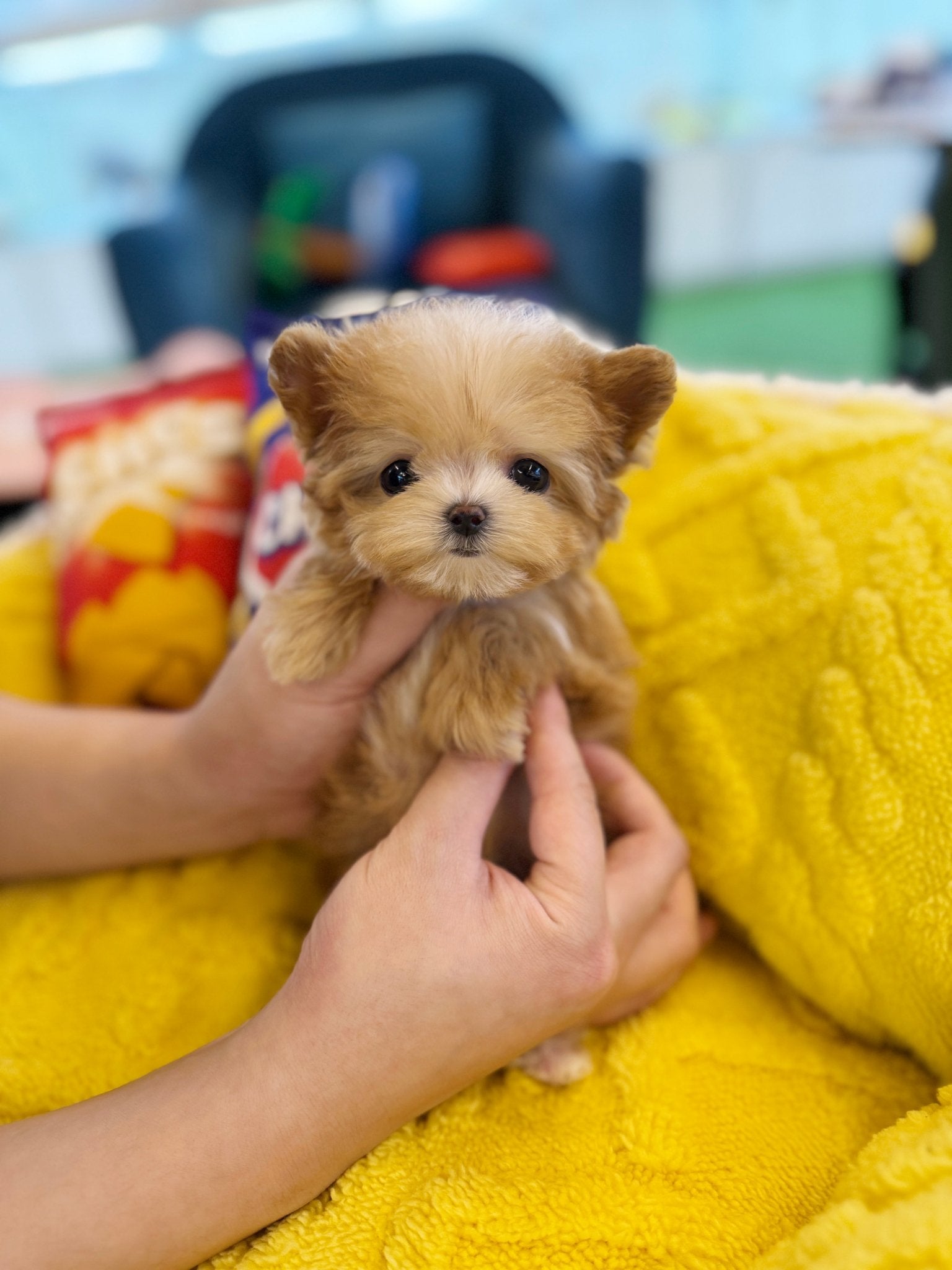 Maltipoo - Oki(Female) - Beautiful puppy teacup puppy with adorable features available for adoption from Velydog