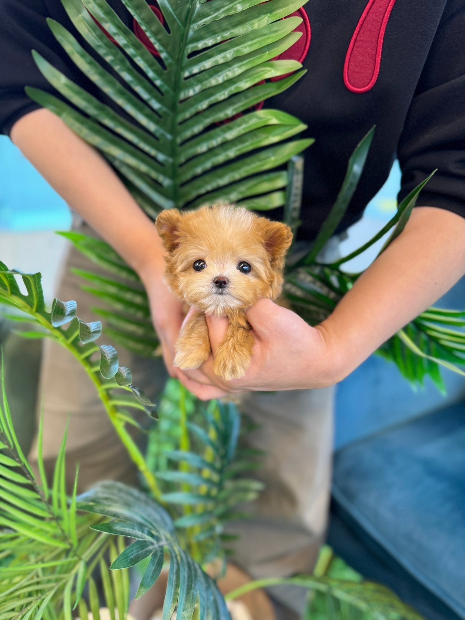 Maltipoo - Oki(Female) - Beautiful puppy teacup puppy with adorable features available for adoption from Velydog