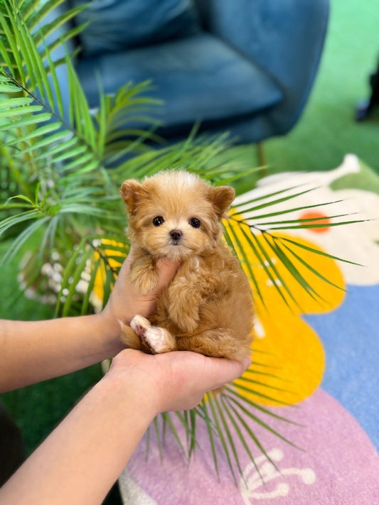 Maltipoo - Oki(Female) - Beautiful puppy teacup puppy with adorable features available for adoption from Velydog