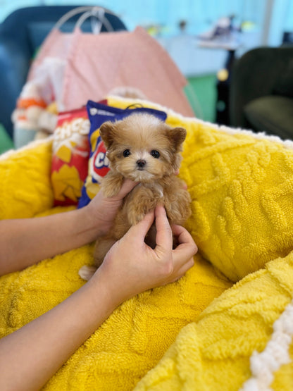 Maltipoo - Oki(Female) - Beautiful puppy teacup puppy with adorable features available for adoption from Velydog