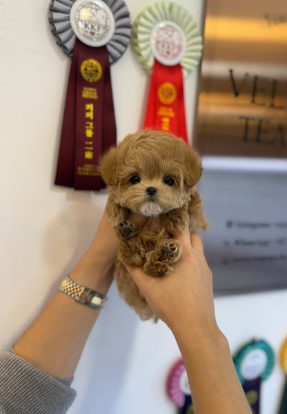 Maltipoo - Oliver(Male) - Beautiful puppy teacup puppy with adorable features available for adoption from Velydog