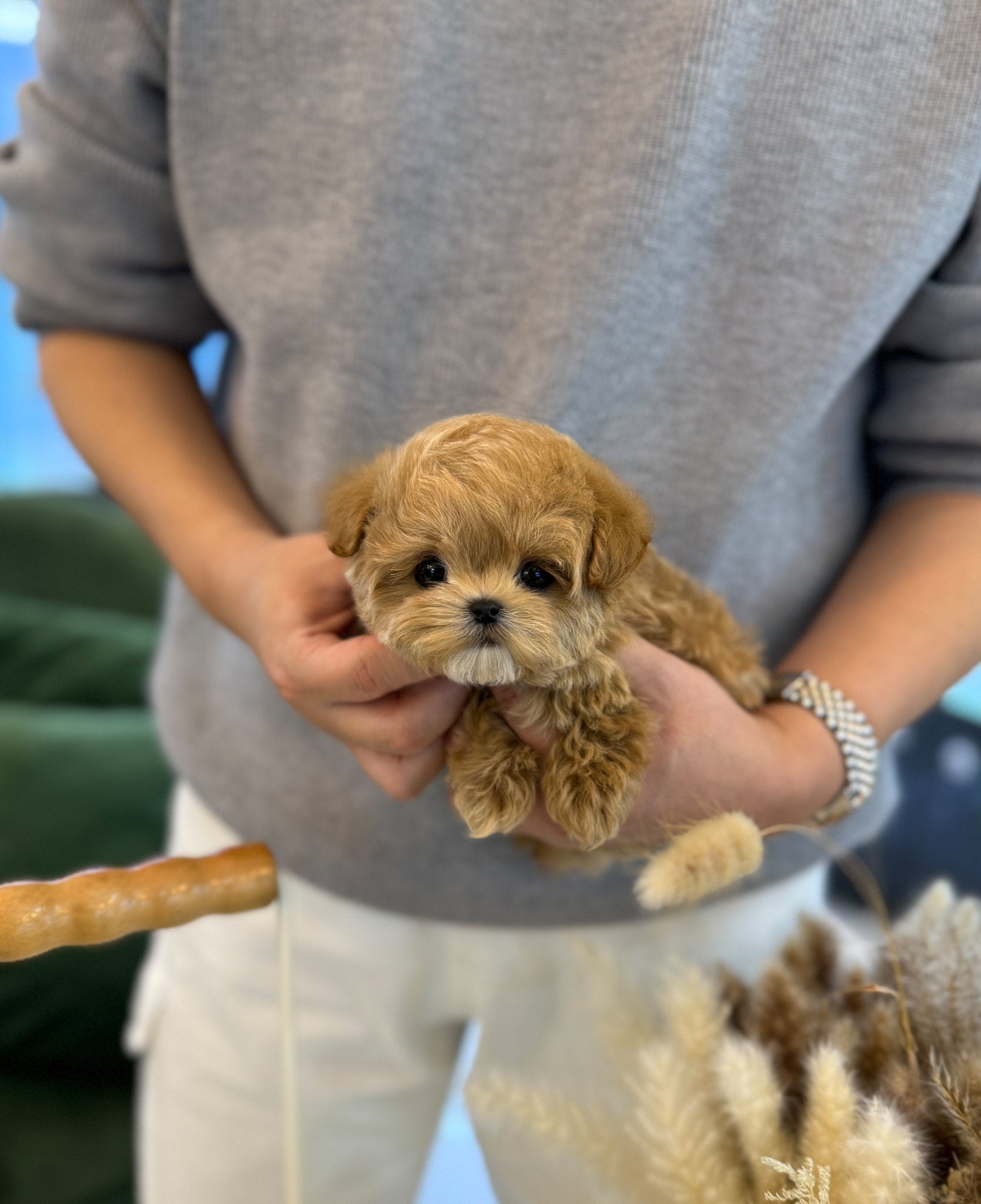 Maltipoo - Oliver(Male) - Beautiful puppy teacup puppy with adorable features available for adoption from Velydog