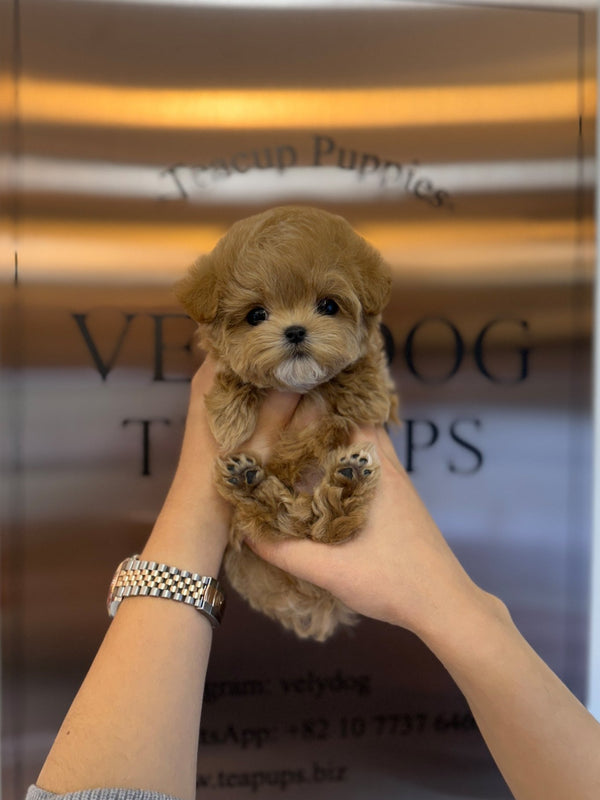Maltipoo - Oliver(Male) - Beautiful puppy teacup puppy with adorable features available for adoption from Velydog