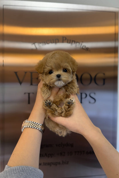 Maltipoo - Oliver(Male) - Beautiful puppy teacup puppy with adorable features available for adoption from Velydog