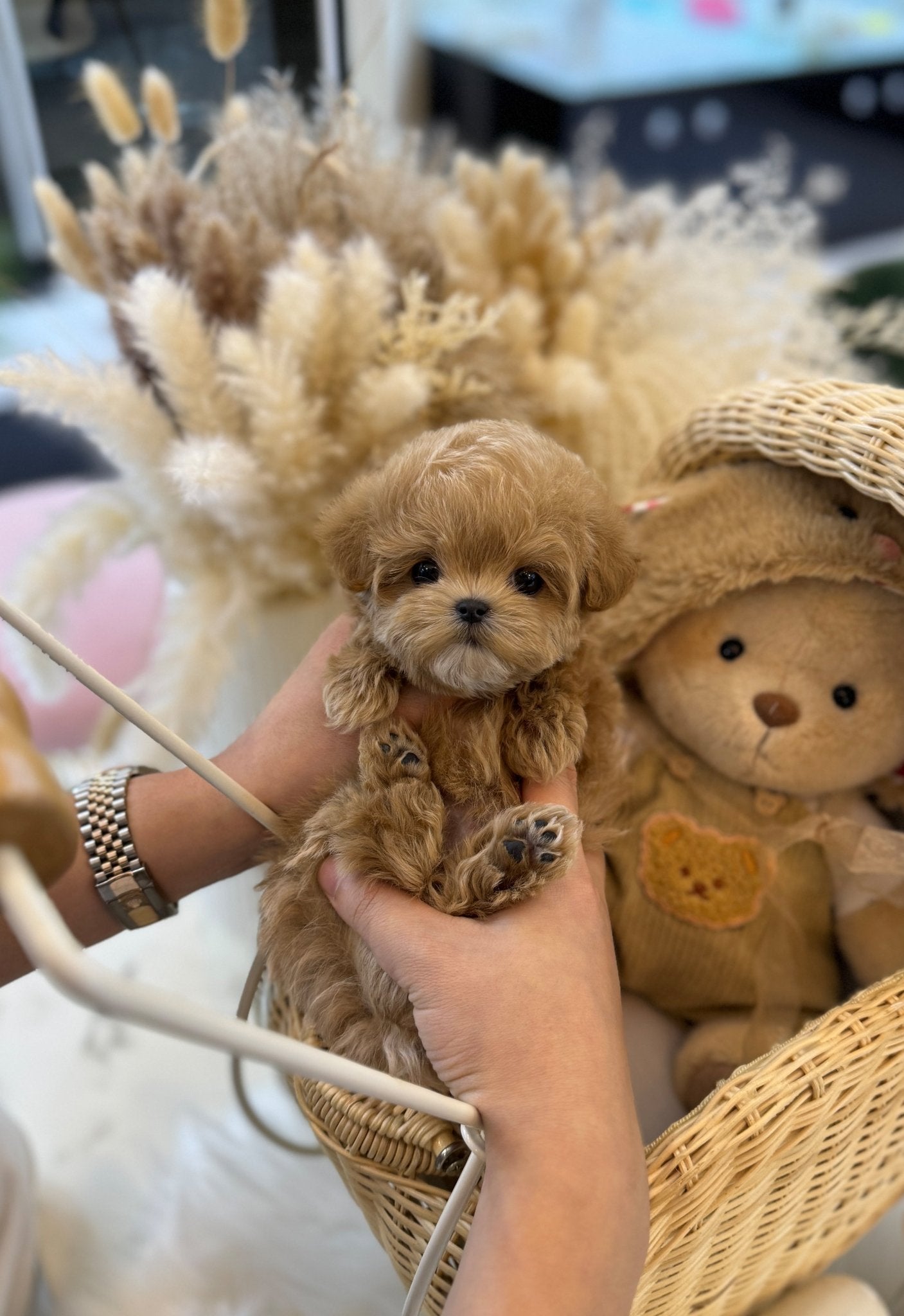 Maltipoo - Oliver(Male) - Beautiful puppy teacup puppy with adorable features available for adoption from Velydog