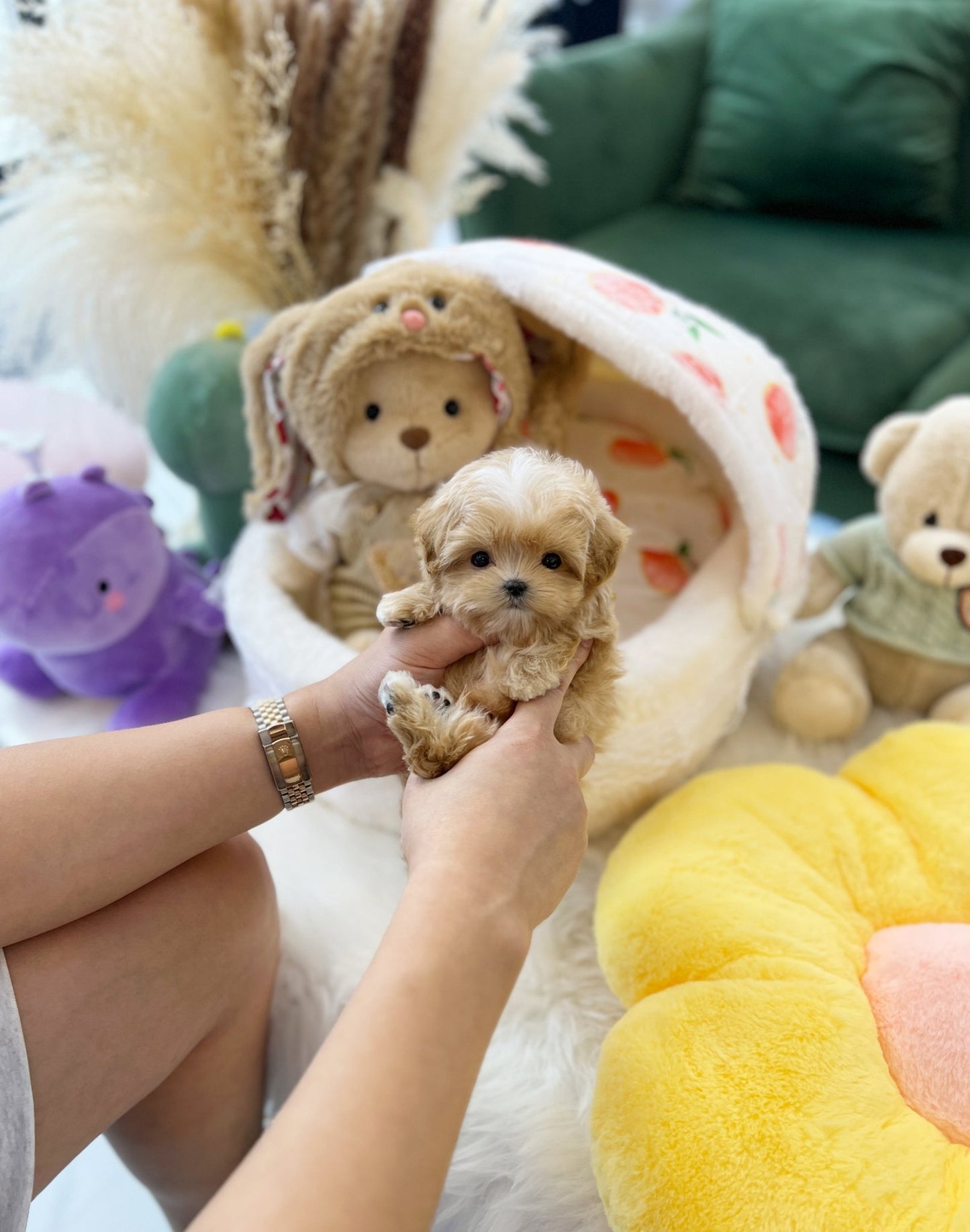 Maltipoo - Ozzie(Male) - Beautiful puppy teacup puppy with adorable features available for adoption from Velydog