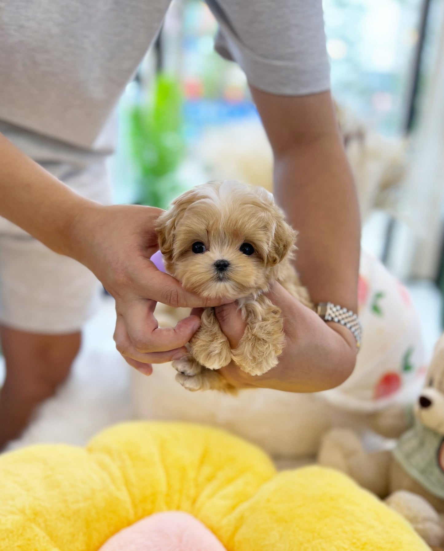 Maltipoo - Ozzie(Male) - Beautiful puppy teacup puppy with adorable features available for adoption from Velydog